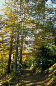 Pins larriccio Pins larriccio