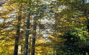 Environnement, développement durable