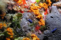 Expédition "La Planète revisitée, en Corse", présentée au CESEC mardi 25 juin 10 h 30 Expédition "La Planète revisitée, en Corse", présentée au CESEC mardi 25 juin 10 h 30