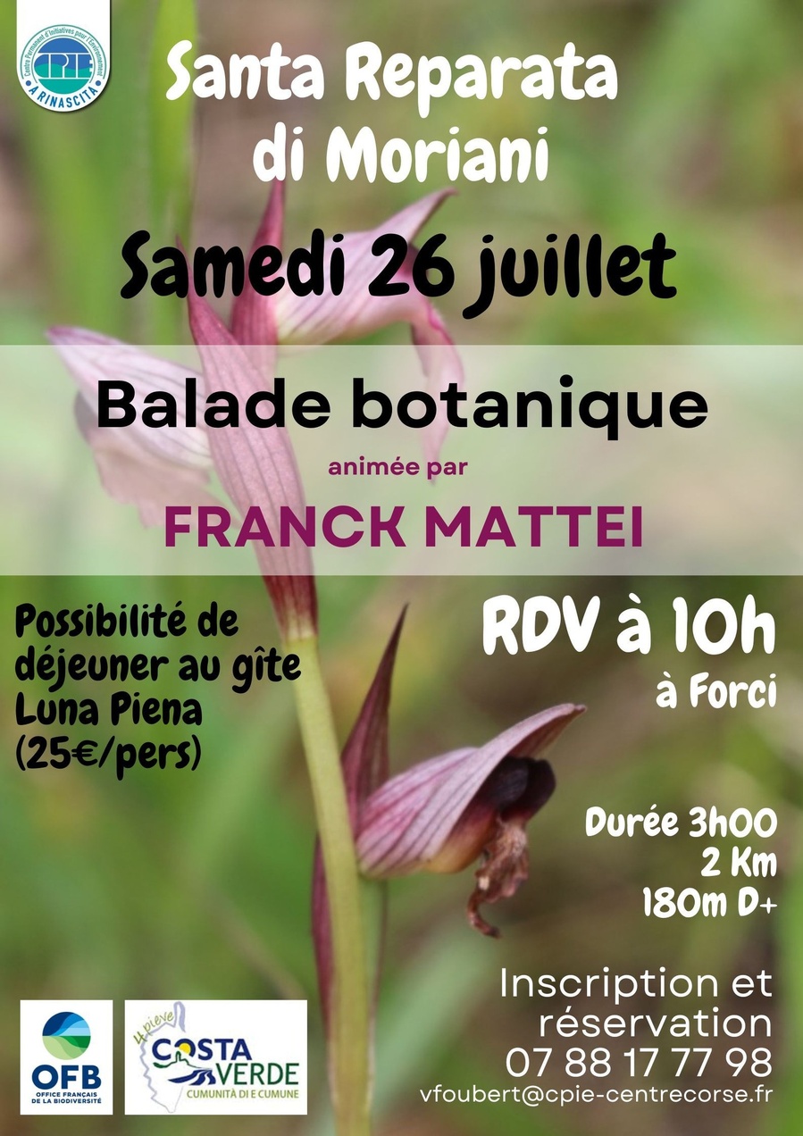 Balade botanique avec Franck Mattei - Découverte des plantes sauvages