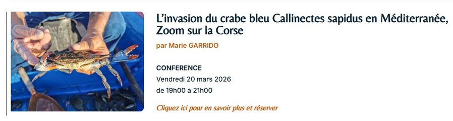 Conférence sur l'invasion du crabe bleu Callinectes sapidus en Méditerranée à Ajaccio