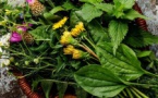 Atelier de découverte des plantes aromatiques et médicinales de corse - Centre Culturel Alb’Oru - Bastia 