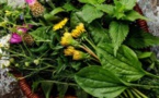 Atelier de découverte des plantes aromatiques et médicinales de corse - Mediateca Centru Cità - Bastia 