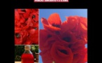 "Herboristerie familiale" atelier animé par Céline Boulongne, naturopathe - Mediateca di Prupià