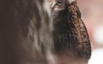 Conférence : “Rencontre avec le sauvage" avec en invité Martin Van Boone - Amphithéâtre Desanti 3 - Corti
