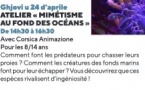 Atelier "Mimétisme au fond des océans"- Casa di e Scenze - Bastia