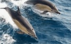 Rendez vous parent-enfant : "Les chants de la mer : à la découverte de la biophonie marine !" - Casa di e Scenze - Bastia