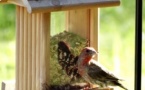 Attellu "Cù e to mani" : Créer une mangeoire à oiseaux - Médiathèque B620 - Biguglia