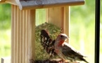 Attellu "Cù e to mani" : Créer une mangeoire à oiseaux - Médiathèque B620 - Biguglia