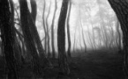 Exposition : "Des forêts, des esprits et des hommes, photographies de Bae Bien-u en Corse" - Palais Fesch - Aiacciu