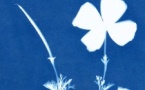 Atelier cyanotypes animé par Julie Pontaut dans le cadre de la Fête de l'Estampe - Casa Salvini - Lisula