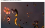 Festival "Rennu in cumunu" / Lecture, rencontre et signature autour du livre "Des voyageurs regardent un coucher de soleil" (éditions Éoliennes, 2025) par Noël Casale - Rennu
