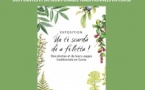 Exposition "Ùn ti scurdà di a filetta ! Des plantes et de leurs usages traditionnels en Corse"- Médiathèque de Castagniccia Mare et Monti - I Fulelli 