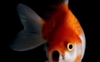 Fête de la Science / Projection du documentaire "Des poissons pas si cons" et visioconférence avec Éric Parmentier - Casa di e Scenze - Bastia