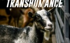 Fête de la transhumance - Embranchement de Santa Manza - Pitrusedda