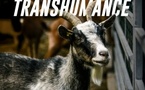 Fête de la transhumance / Promenade culturelle et historique : "A la recherche de Sant 'Amanza" au village "abandonné" de Sant'Amanza avec Stéphane Orsini et témoignage d'anciens habitants  - Embranchement de Santa Manza - Pitrusedda