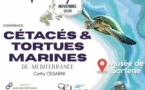 Conférence : "Les cétacés et tortues Marines de Mediterranée" animée par Cathy Cesari, fondatrice de l’association CARI - Musée d’archéologie de la Corse - Sartè