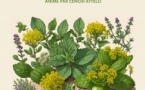 Atelier « L’usage des plantes aromatiques et médicinales » animé par Cencio Attelli - Bibbiuteca di Zonza