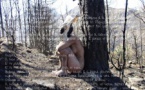 Exposition "Et cendres et vive" / Nitcheva  - Espace Diamant - Ajaccio