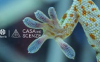 Apertura di “A Casa di e Scenze” - Bastia