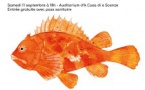 Projection « À l’écoute de la nature : le mystère du poisson invisible » - Casa di e Scenze - Bastia