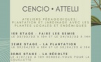 Ateliers pédagogiques plantation et jardinage 3ème partie "La récolte" - Médiathèque Barberine Duriani - Bastia