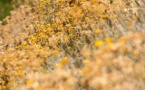 Atelier enfant marque page floral - Parc de Saleccia - Monticello 