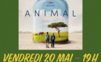 Projection du film "Animal" en présence de François Dulac - Cinéma Le Régent - Bastia