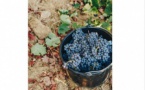 Rencontre avec Elisabeth Quilichini et Xavière Grimaldi, vigneronnes en Corse proposée par la Bibliothèque Livia Via - Salle des fêtes - Levie