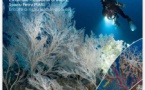 Exposition photographique sous-marine de Laurent Ballesta "I tesori di u Capicorsu" - L’Arsenale - Spaziu Petru Mari - Musée de Bastia  