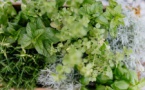 Attellu : Découverte des plantes - Médiathèque Barberine Duriani - Bastia