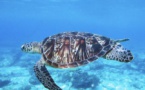 Attellu → Tortue marine en danger : brigade environnement junior mène l’enquête - Casa di e Scenze - Bastia
