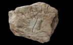 Attellu : Gravure sur pierre au temps de la préhistoire avec Chalcophore - Casa di e Scenze - Bastia