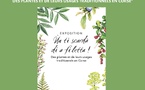 Exposition "Ùn ti scurdà di a filetta ! Des plantes et de leurs usages traditionnels en Corse" - Médiathèque de Castagniccia Mare et Monti - I Fulelli 