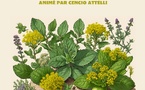 Atelier : L'usage des plantes aromatiques de Corse animé par Cencio Attelli - Mediateca - A Ghisunaccia