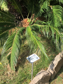 I Giardini | Les Jardins de la Collectivité de Corse mis en valeur virtuellement I Giardini | Les Jardins de la Collectivité de Corse mis en valeur virtuellement