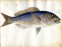 Escale à Sète, le village corse Escale à Sète, le village corse