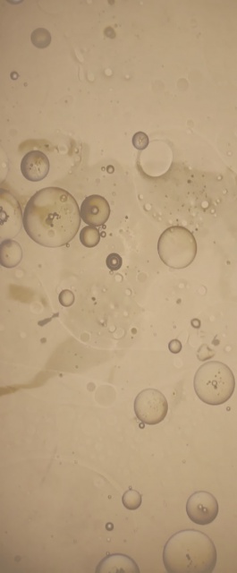 Paci Eterna 2021-14 Paci Eterna 2021-14