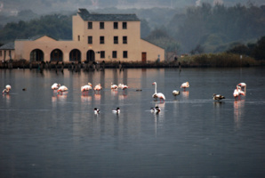 Zone umide - Journées mondiales des zones humides 2020  Zone umide - Journées mondiales des zones humides 2020