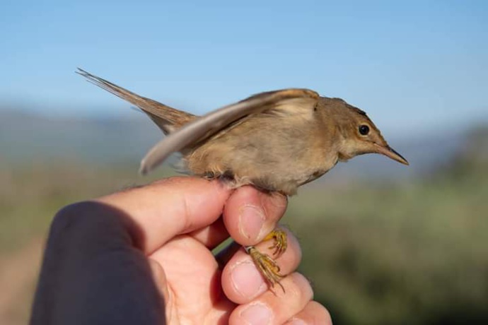 Rousserolle Verderolle / crédit Antoine Leoncini Rousserolle Verderolle / crédit Antoine Leoncini