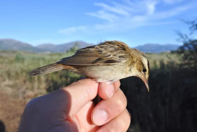 Phragmite des joncs_Suède / crédit : Antoine Leoncini Phragmite des joncs_Suède / crédit : Antoine Leoncini
