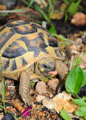 Réf.45 : Village des tortues de Moltifau