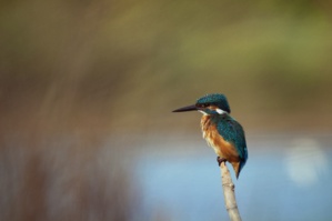 A Festa di a Natura 2024 cù a Cullettività di Corsica