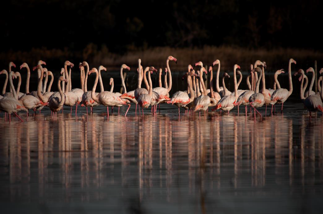 Flamants roses. Crédit photo: Leoncini A.