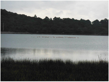 Zone umide - Journées mondiales des zones humides 2020  Zone umide - Journées mondiales des zones humides 2020