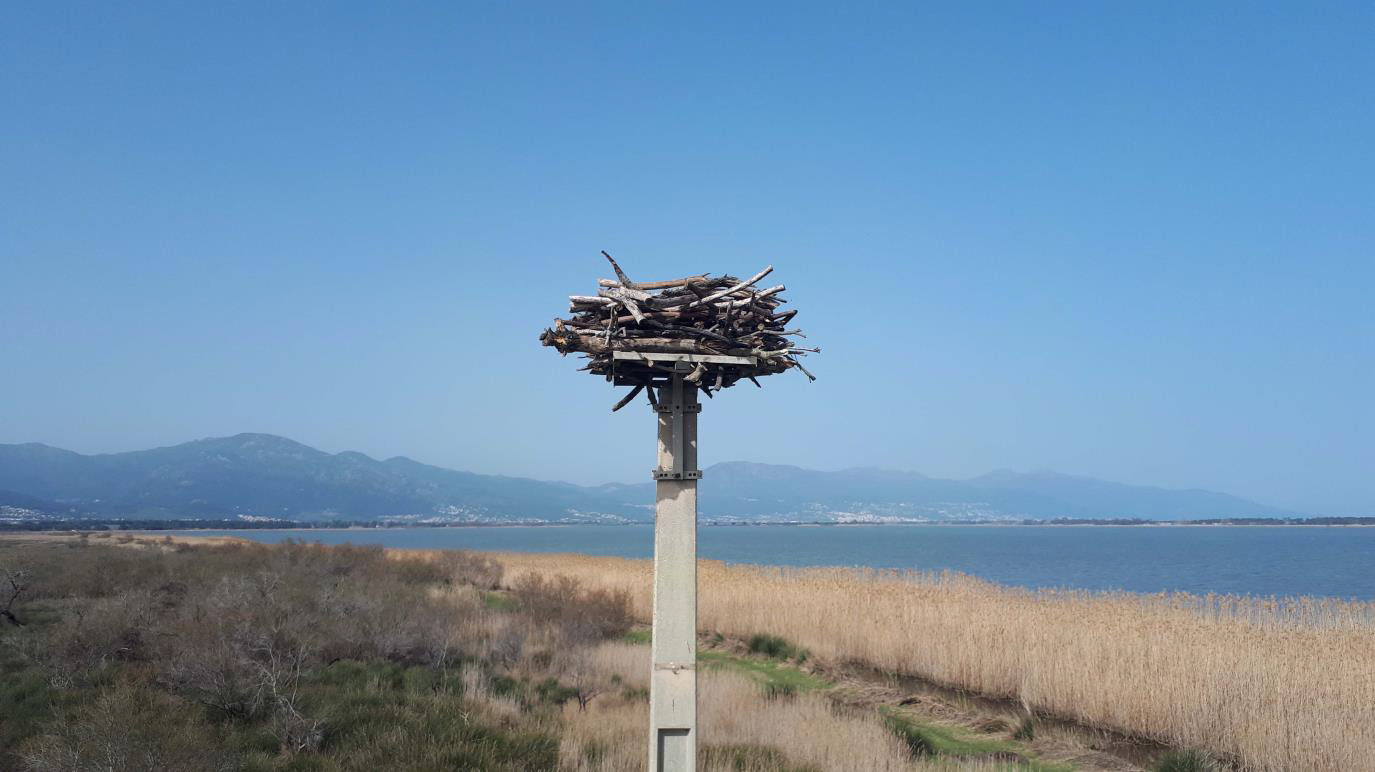 L’Etang de Biguglia, sanctuaire des oiseaux migrateurs