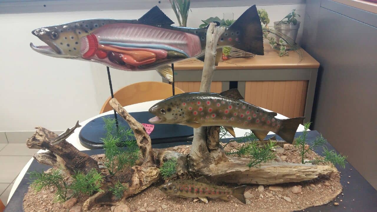 Réf.50 : Pesce nustrale : programme de conservation de la truite de Corse