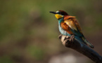 Ogni mese à u Stagnu di Chjurlinu - Visites thématiques sur l’ornithologie à la réserve naturelle de l’étang de Biguglia