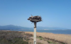 L’Etang de Biguglia, sanctuaire des oiseaux migrateurs