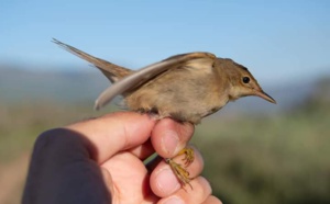 Inanellamentu di l’acelli à a riserva naturale di Chjurlinu in Biguglia